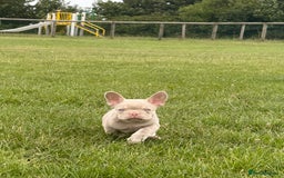 French Bulldog dogs for sale: Unique French bulldogs pups  - Image 3