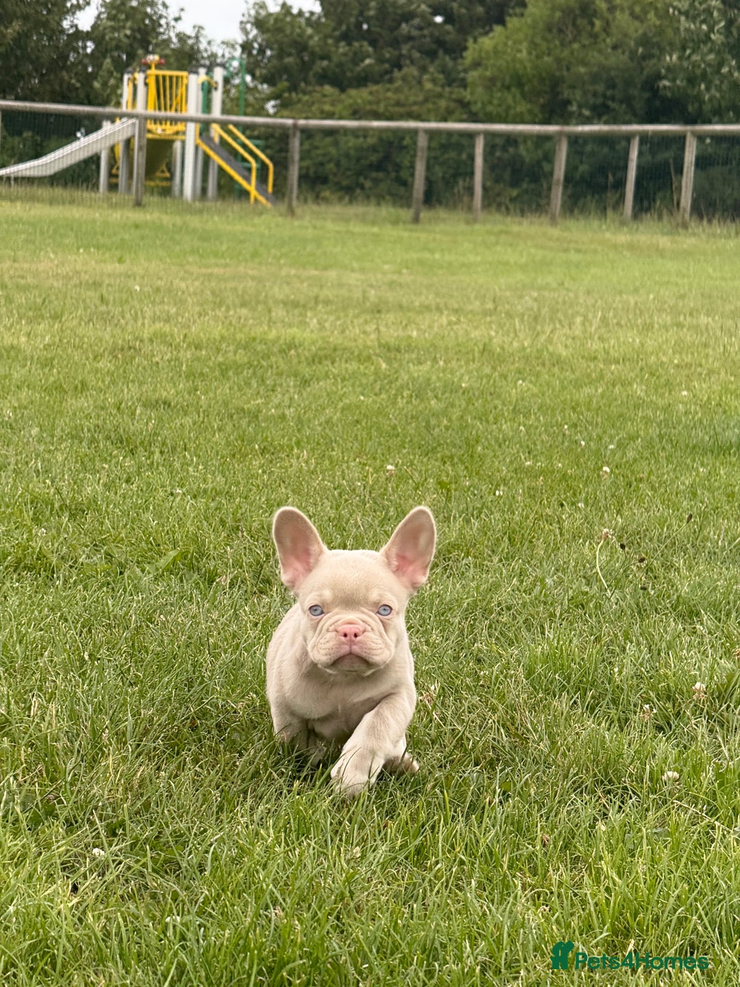 French Bulldog dogs for sale: Unique French bulldogs pups  - Image 3
