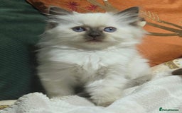 Ragdoll cats for sale: 💕Gccf registered ragdoll chocolate point girl 💕 - Image 1
