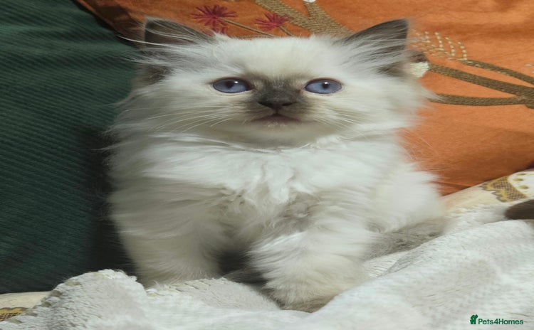 Ragdoll cats - Advert 7