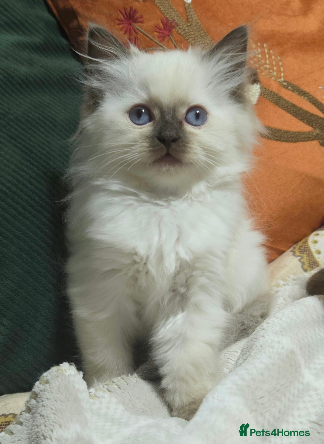 Ragdoll cats for sale: 💕Gccf registered ragdoll chocolate point girl 💕 - Image 1