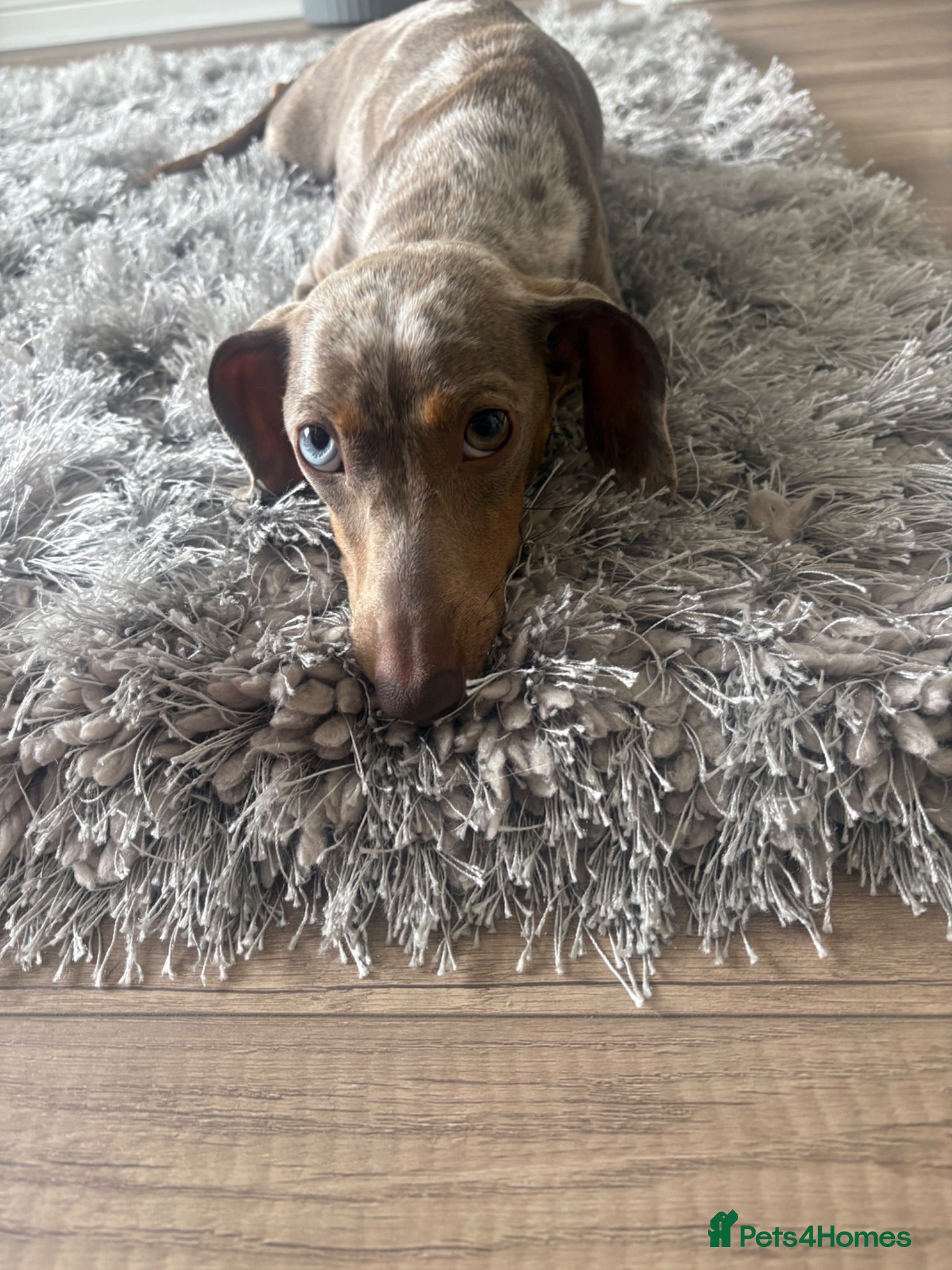 Dachshund dogs Isabella Dapple Dashound puppy’s  - Advert 11