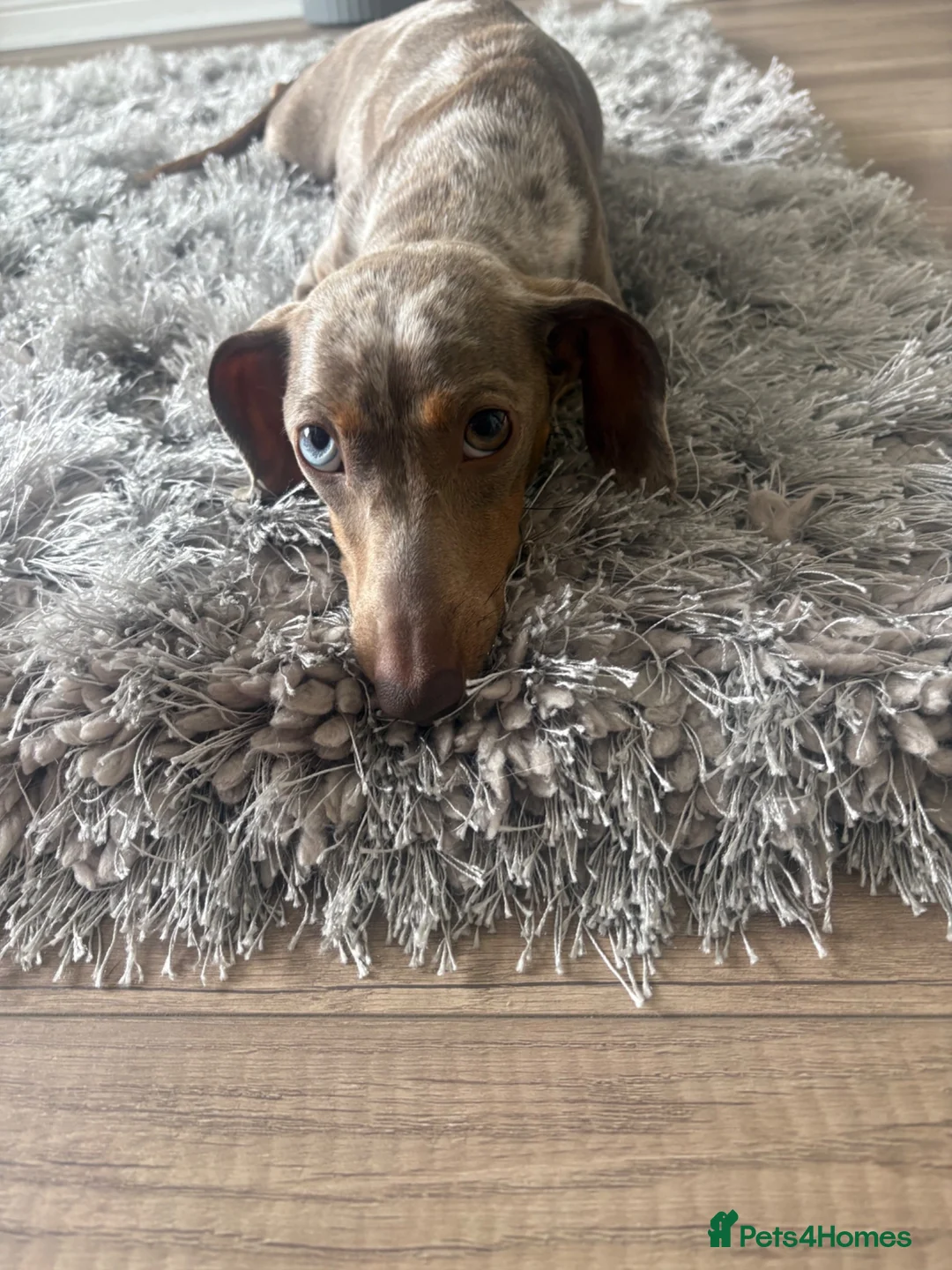 Dachshund dogs for sale: Isabella Dapple Dashound puppy’s  in Middlesbrough - Advert 1
