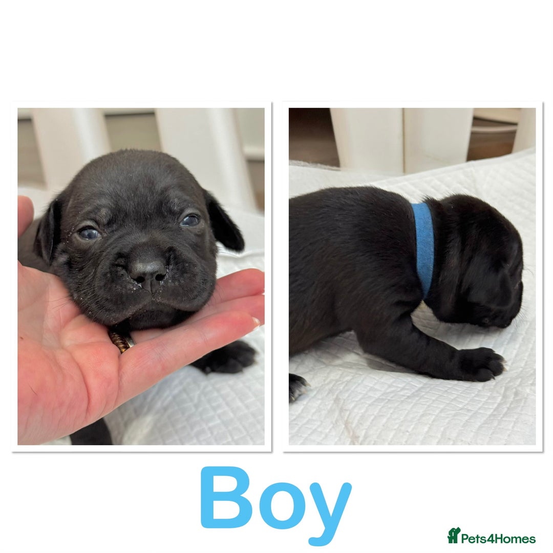 Staffordshire Bull Terrier dogs for sale: Staffordshire bull terrier pups for sale  - Advert 4