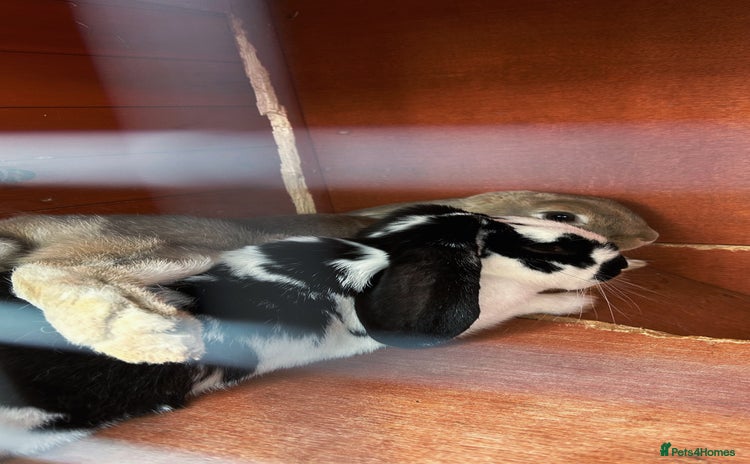 English Lop rabbits - Advert 2