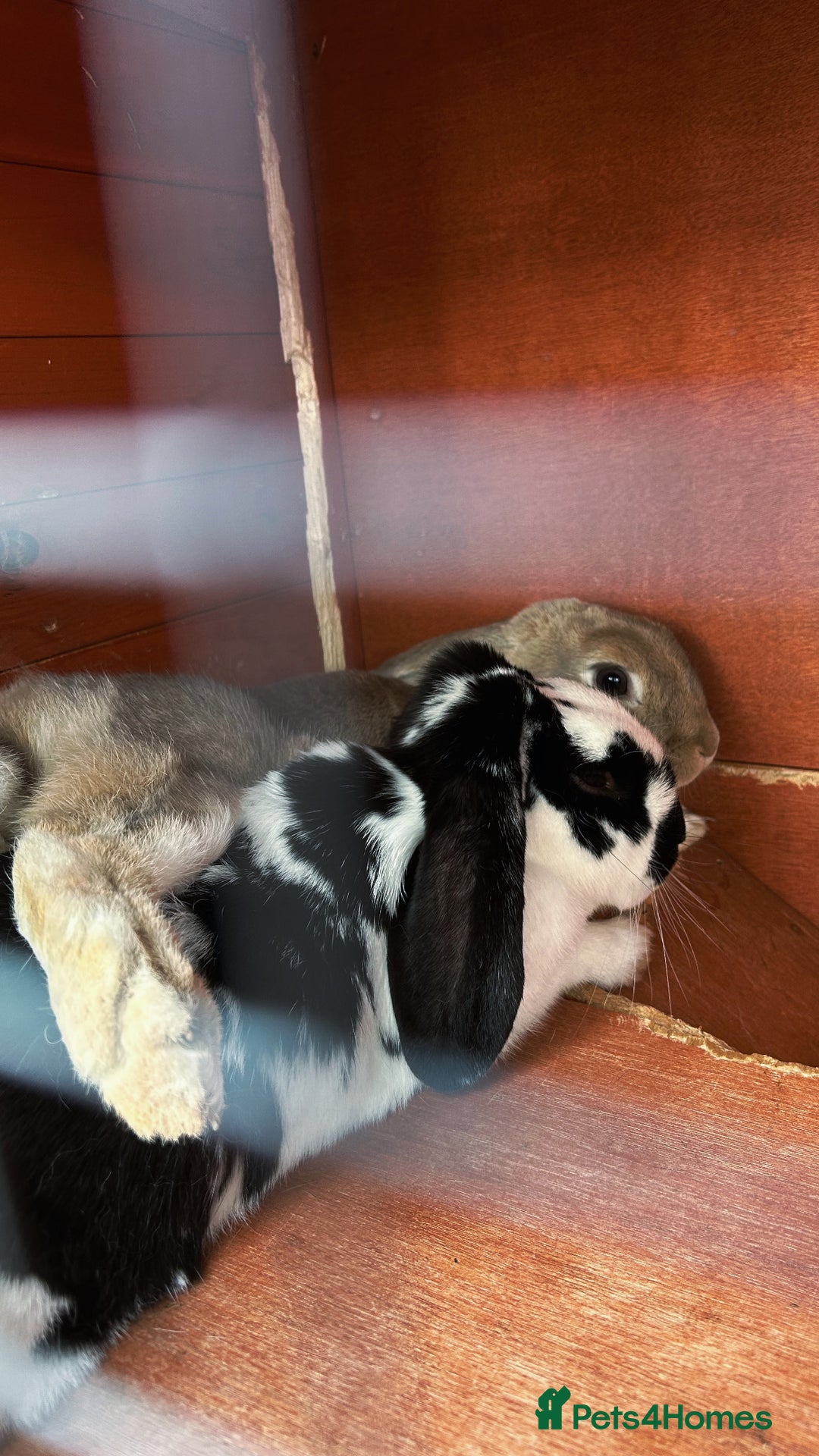 English Lop rabbits for sale: Two Girl rabbits seeking for new home  - Image 1