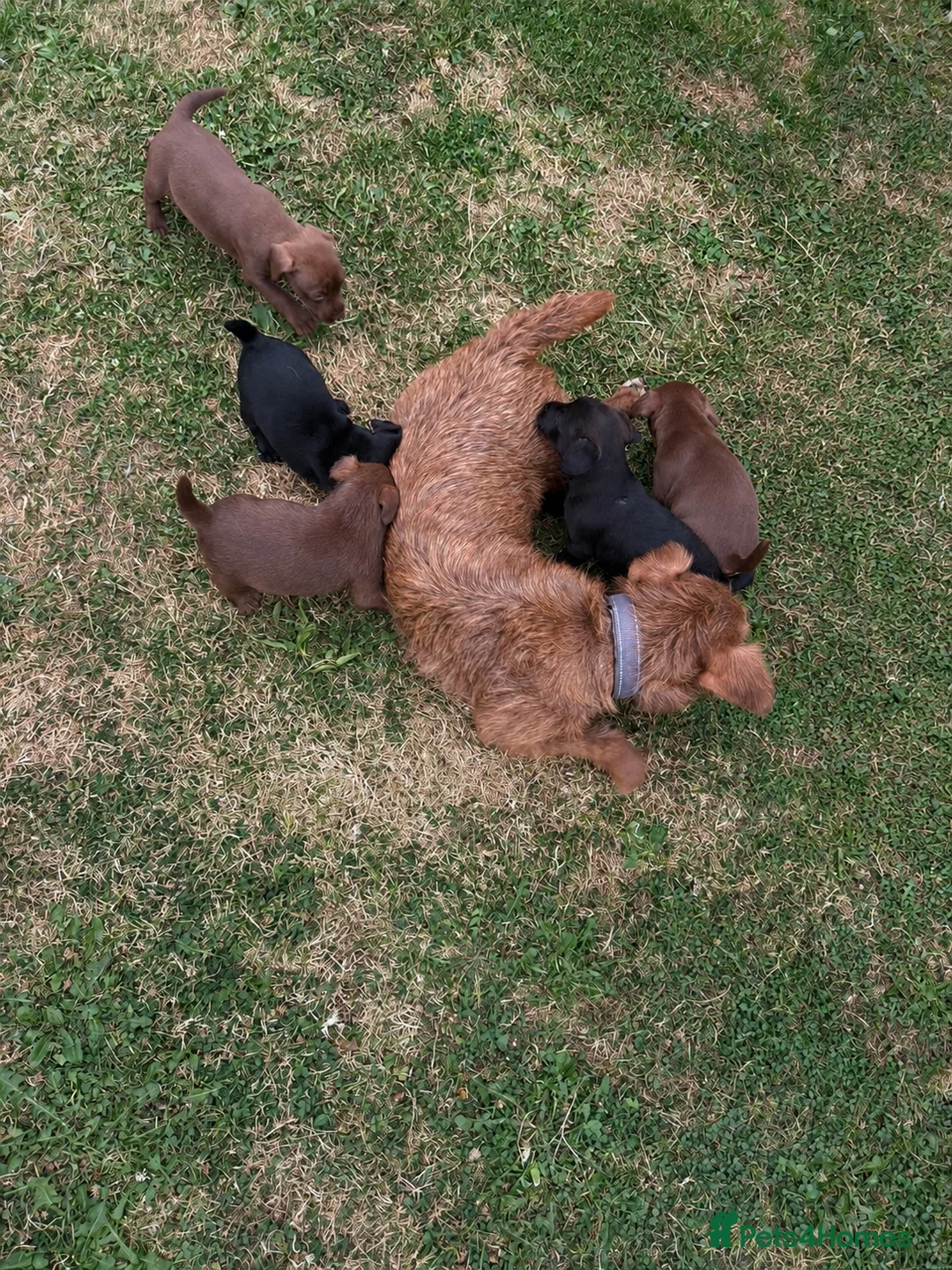 Patterdale Terrier dogs for sale: Patterdale Terrier puppies - Advert 2
