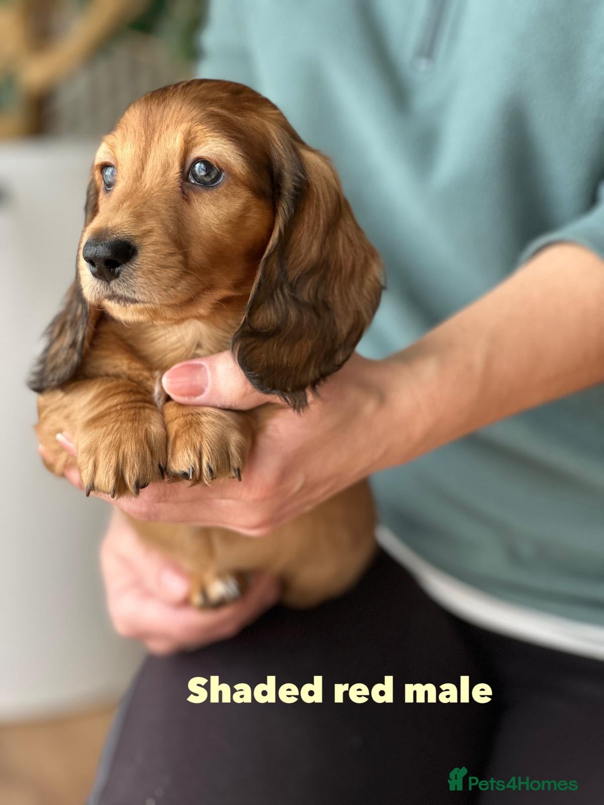 Miniature Dachshund dogs Miniature longhaired dachshund  - Advert 5