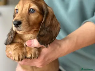 Miniature Dachshund dogs Miniature longhaired dachshund - Advert 5