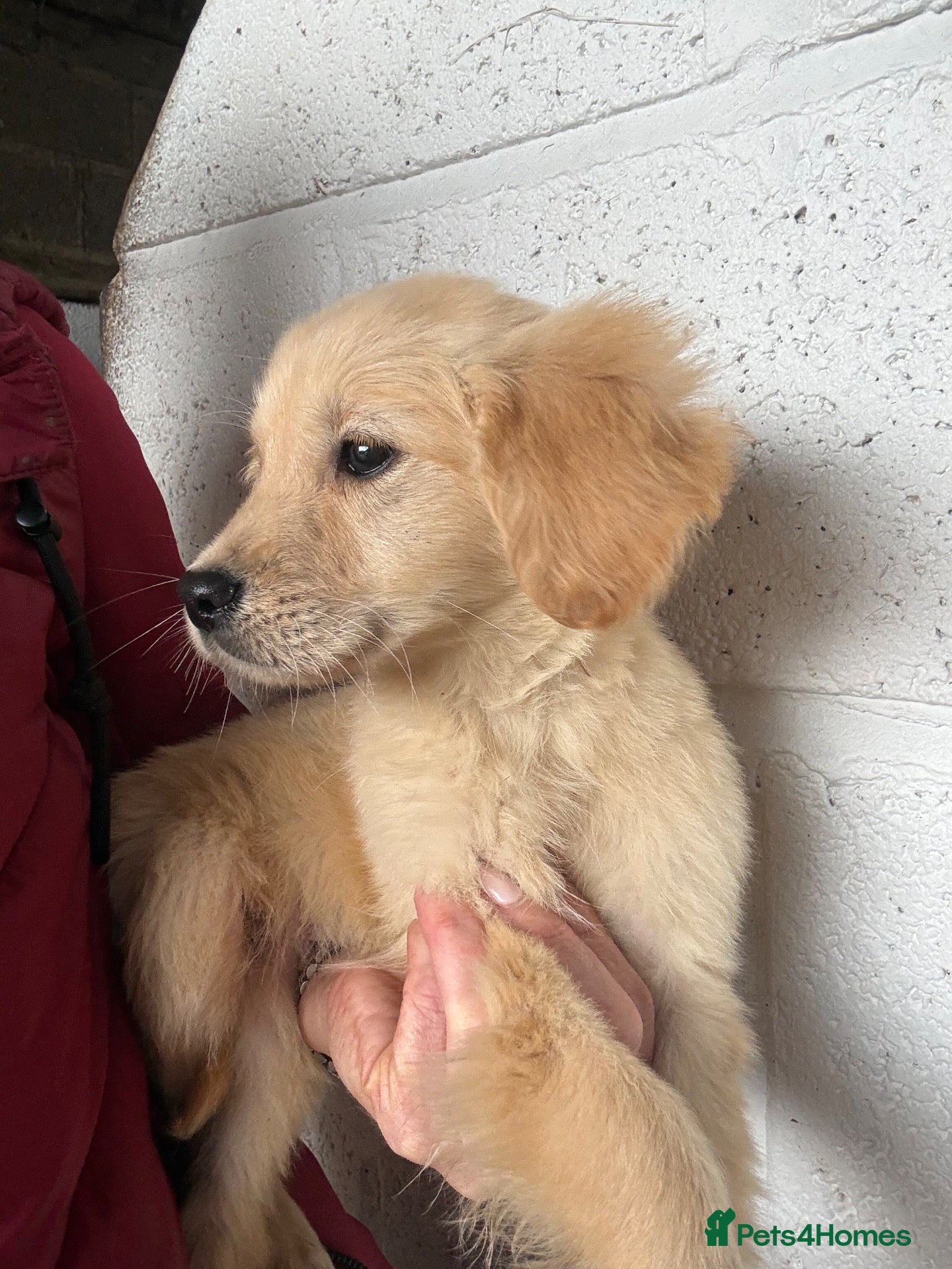 Golden Retriever dogs Golden retriever pups  - Advert 2