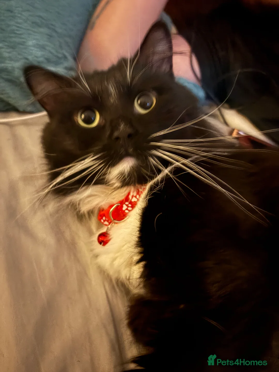 British Longhair cats for sale: British tuxedo longhair cat. in Chester - Advert 2