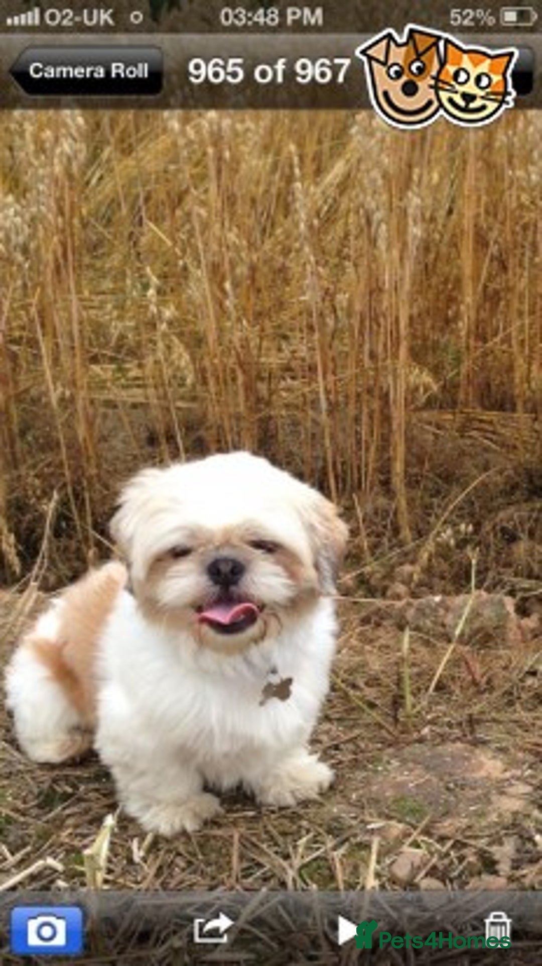 Shih Tzu dogs for stud: Gorgeous KC registered, Shih Tzu stud dog in Cullompton - Advert 1