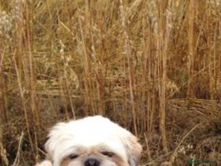 Shih Tzu dogs Gorgeous KC registered, Shih Tzu stud dog in Cullompton - Advert 7