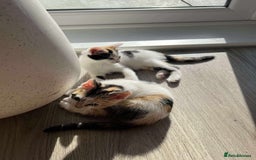 Mixed Breed cats for sale: Cute mixed Bengal kittens  - Image 4
