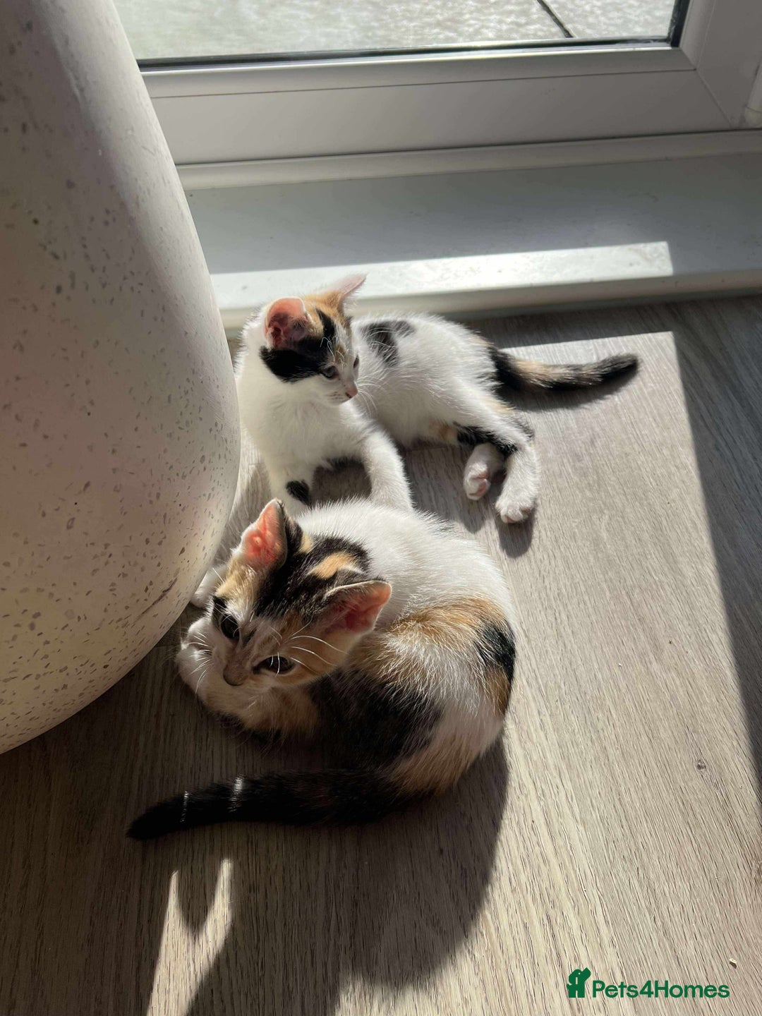 Mixed Breed cats for sale: Cute mixed Bengal kittens  - Image 4