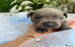 Staffordshire Bull Terrier dogs for sale: 🔷 Pharaon Champion Line Pups 🔷 in Wolverhampton - Image 35