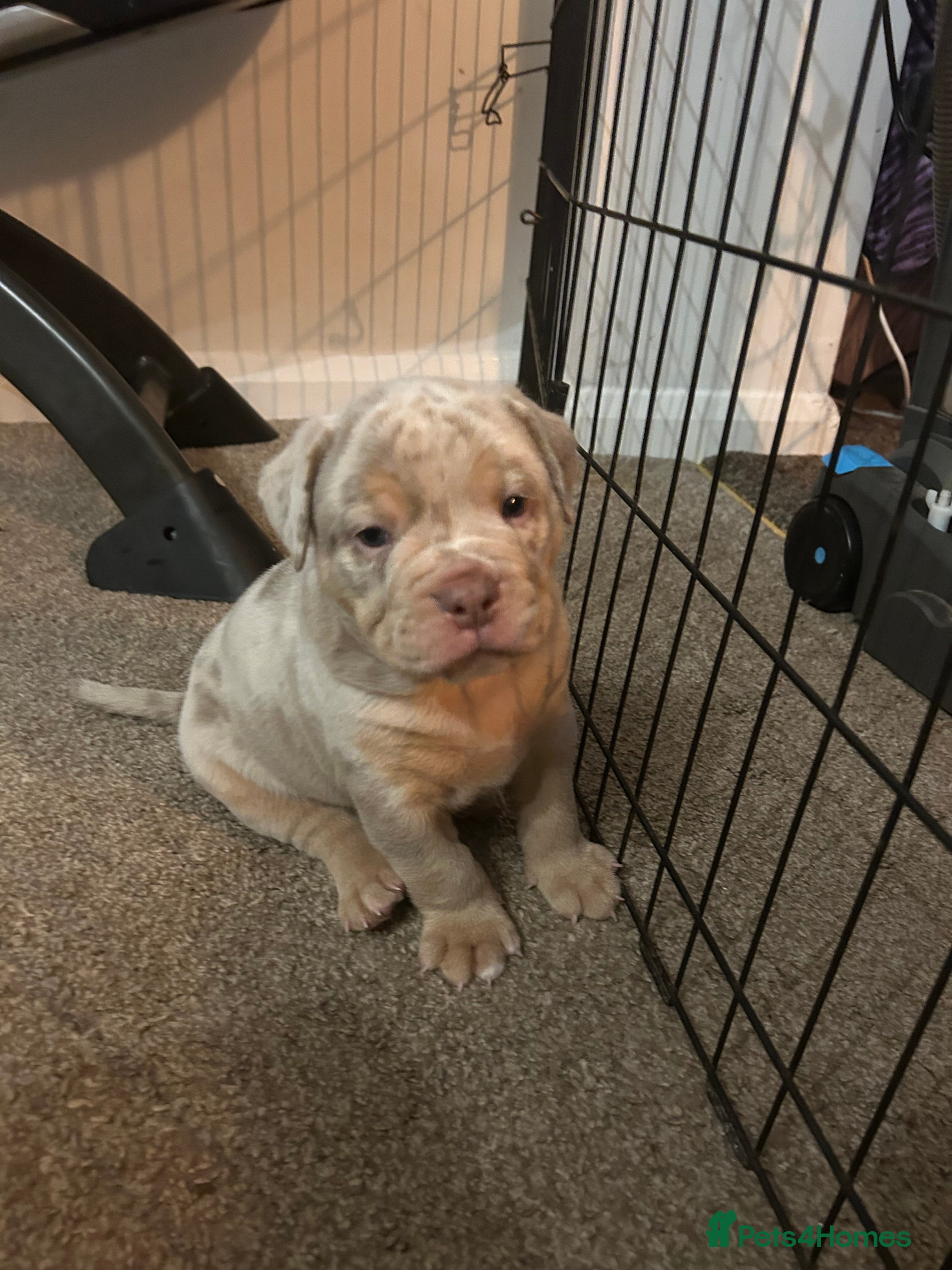 Olde English Bulldogge dogs 🔥Olde English bulldog puppies 🔥 - Advert 5