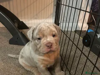 Olde English Bulldogge dogs 🔥Olde English bulldog puppies 🔥 - Advert 5