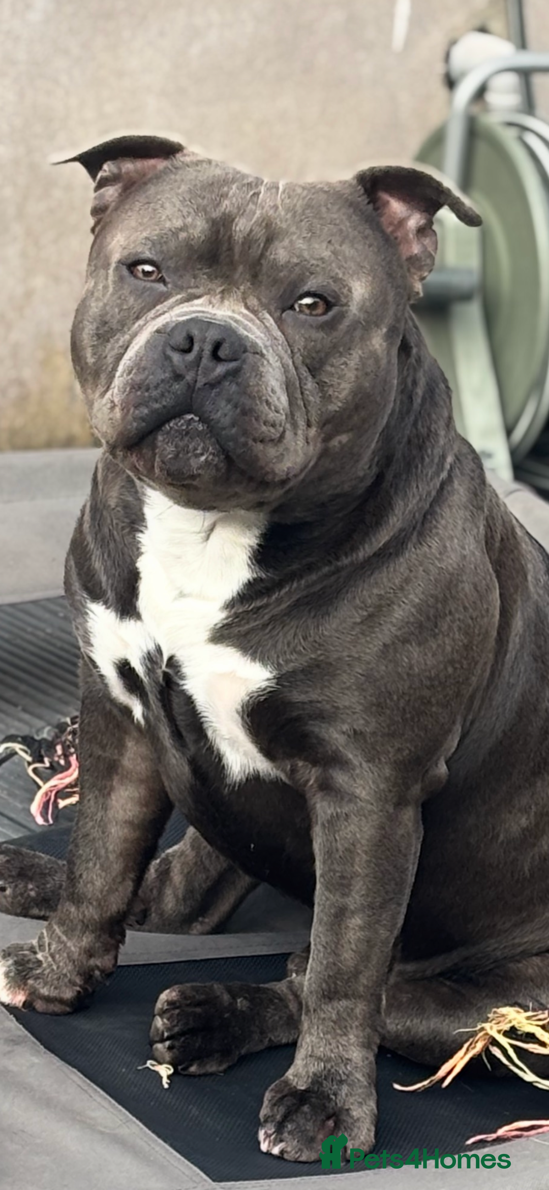 Staffordshire Bull Terrier dogs for stud: Staffordshire Bull Terrier (stud dog) - Advert 8