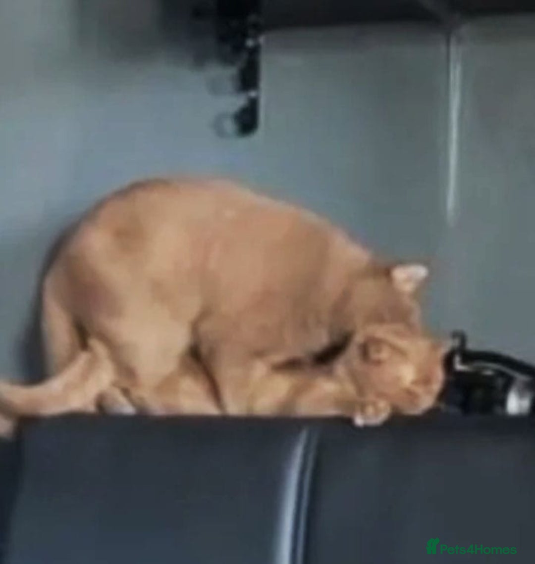 British Shorthair cats for sale: 🏆GCCF / TICA Active –🏅 PROVEN  - Advert 8