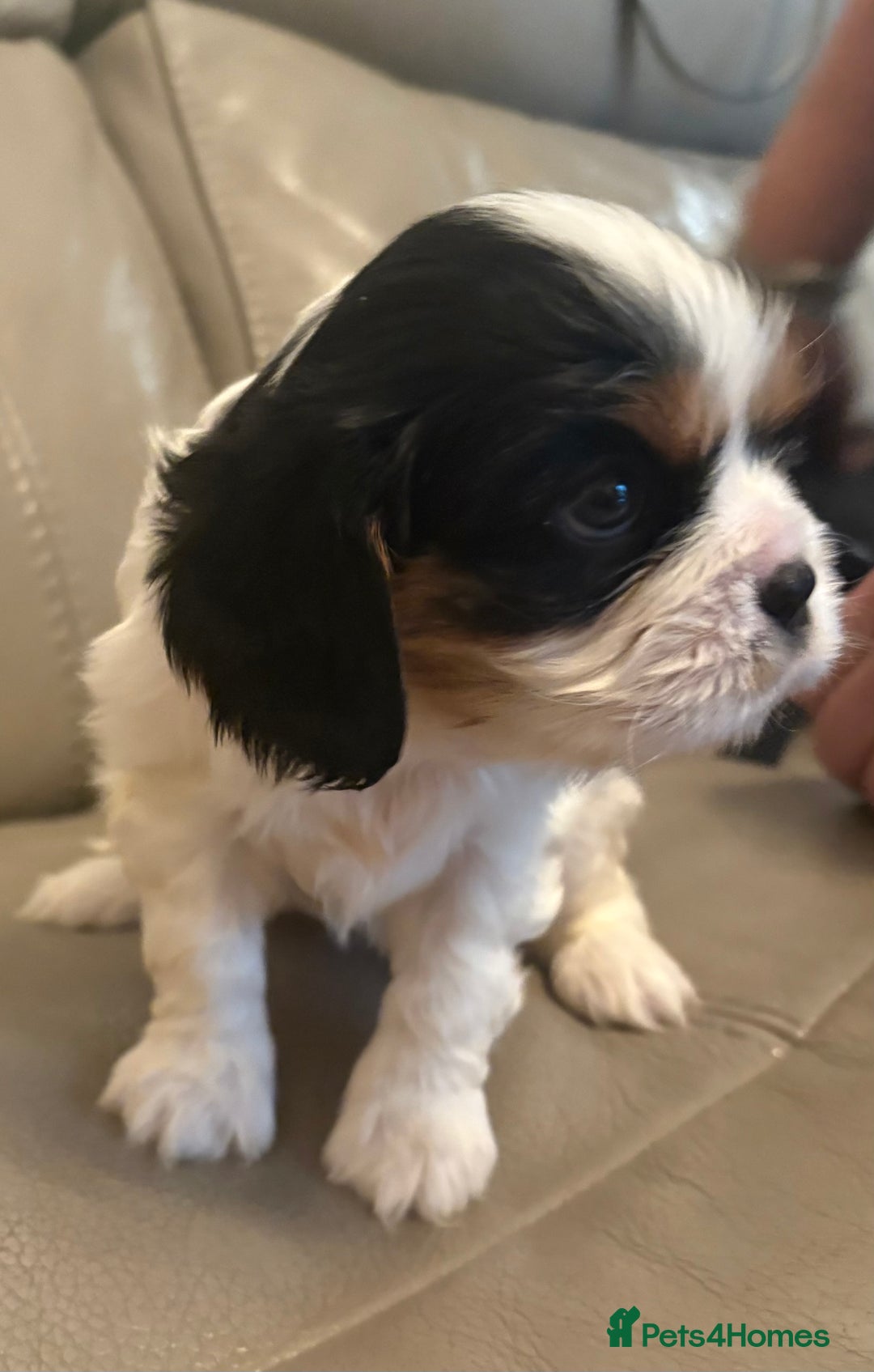 Cavalier King Charles Spaniel dogs for sale: Beautiful King Charles cavalier  - Advert 6