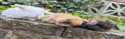 Mini Lop rabbits for sale: Top quality mini lops - Advert 6