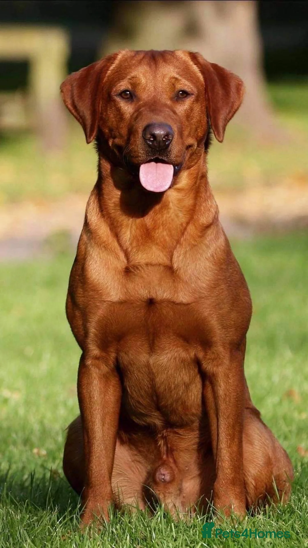 Labrador Retriever dogs for stud: Dark fox red lab KC reg fully health tested - Advert 7