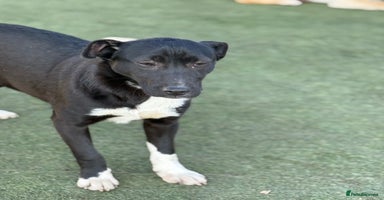 Mixed Breed dogs - Advert 8