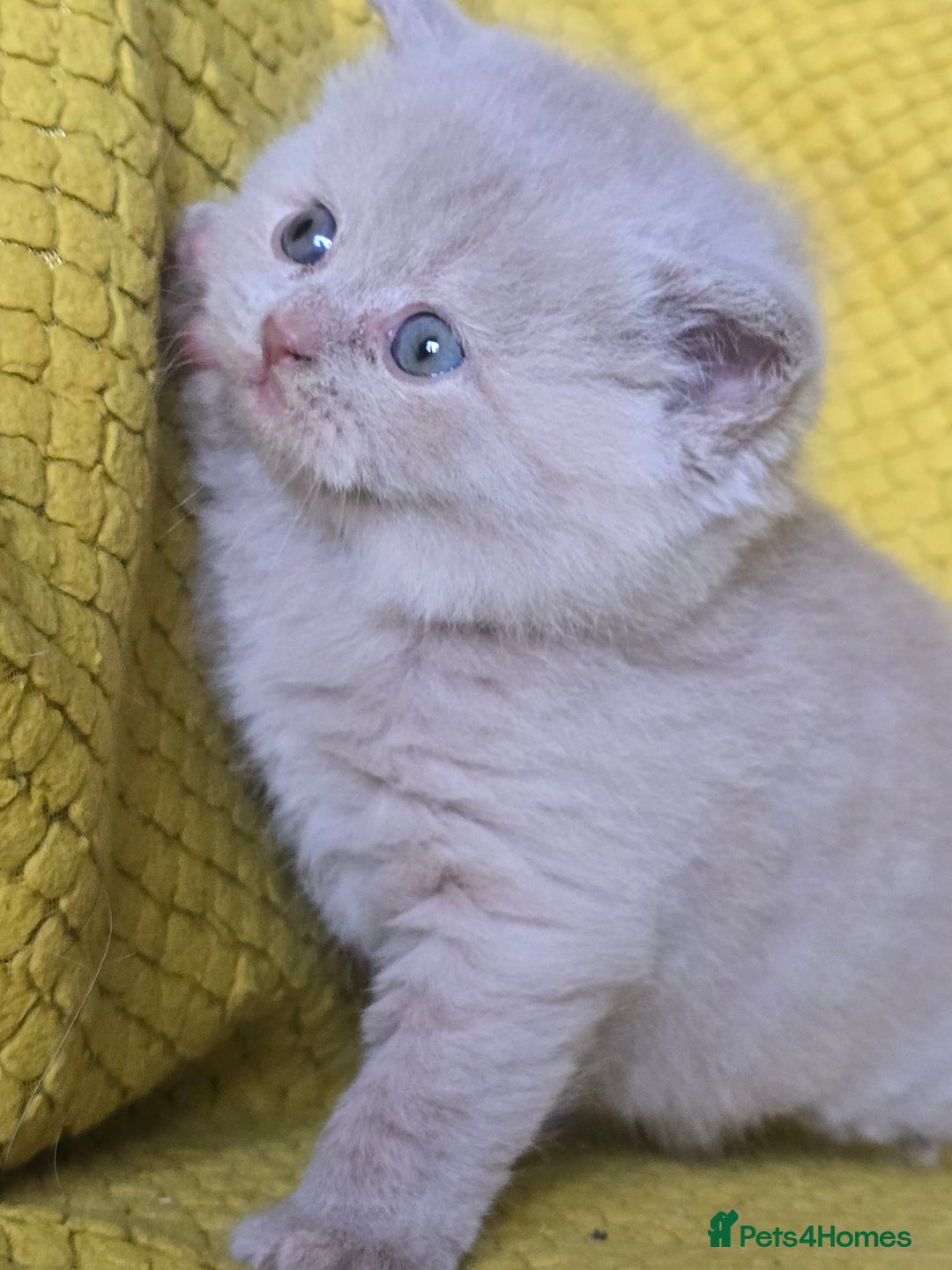 British Shorthair cats for sale: TICA registered British shorthair kittens - Advert 9