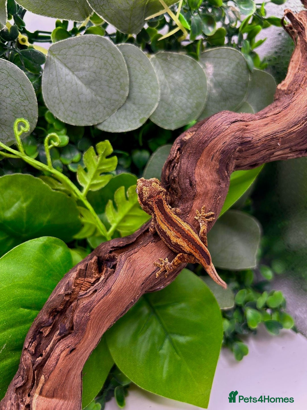 Gecko reptiles for sale: High red gargoyle gecko babies - Image 6