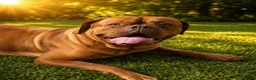 Dogue De Bordeaux dogs for sale: KC Registered Big Chucky Puppies - Advert 2