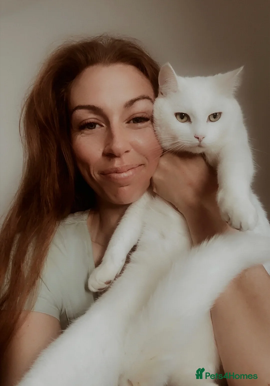 British Shorthair cats for sale: Ghost - Beautiful pure white British shorthair - Advert 1