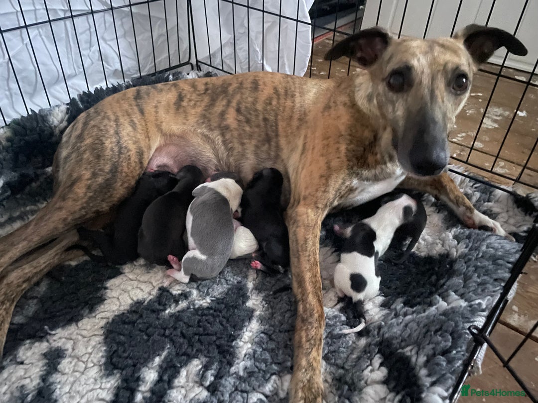 Whippet dogs for sale: Beautiful whippet puppies  - Advert 10