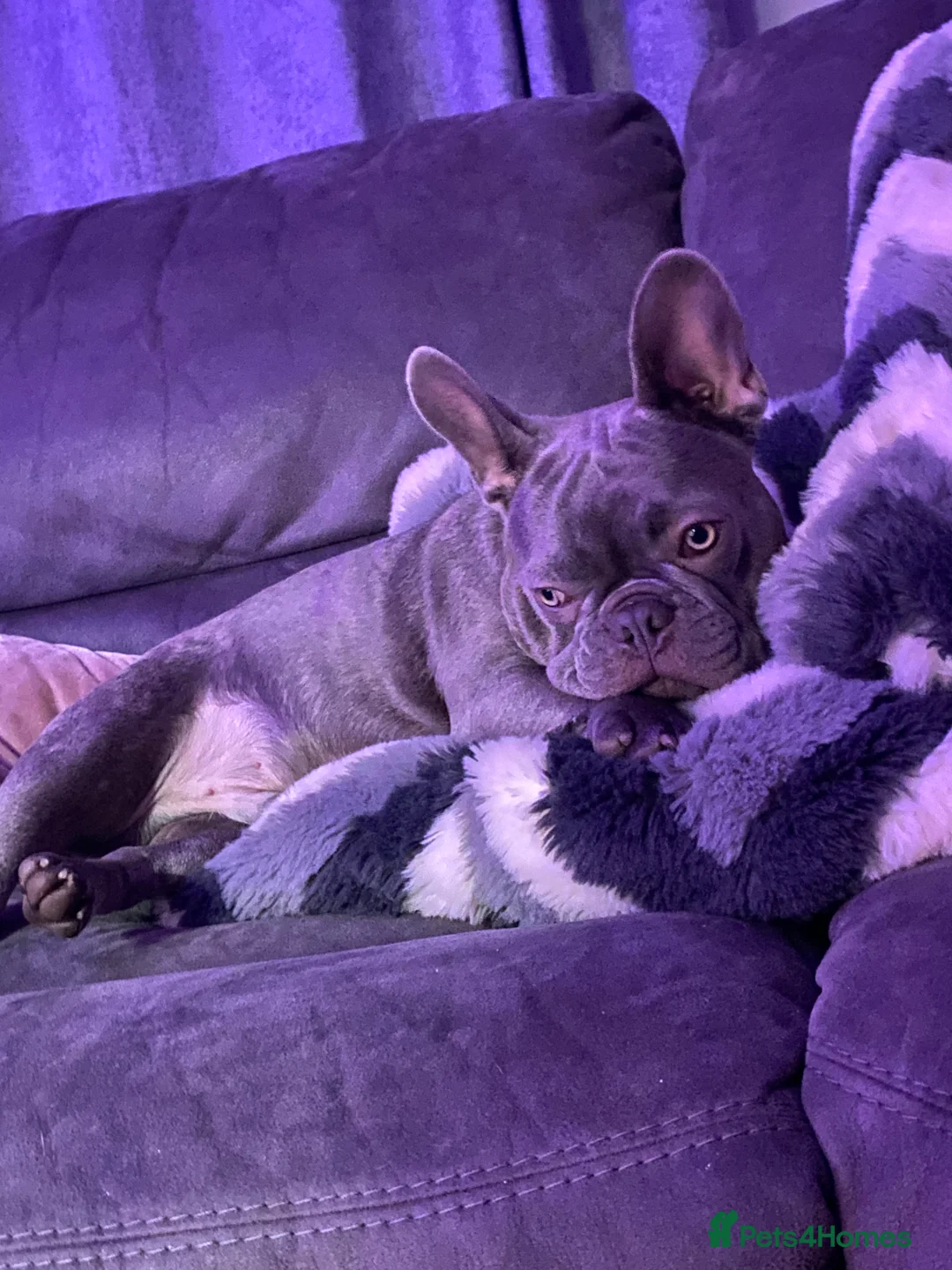 French Bulldog dogs for sale: 2 French bulldogs  - Advert 2