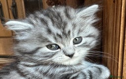 British Longhair cats for sale: British Longhair full pedigree - Advert 6