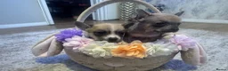 Chihuahua dogs for sale: Chihuahua puppies ( hairless ) - Advert 3