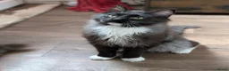 Ragdoll cats for sale: Gorgeous Tuxedo Smoke Ragdoll Cross Boy - Advert 8