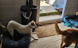 Mixed Breed dogs for adoption: Cute Cassandra - Image 3