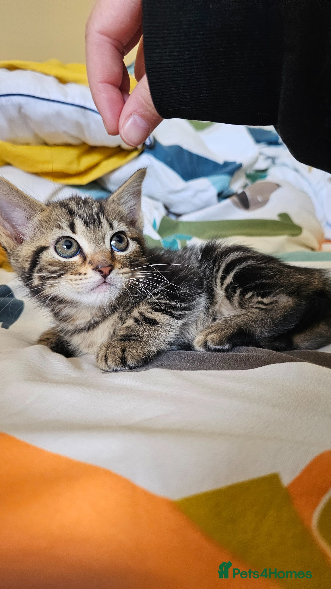 Mixed Breed cats British Shorthair mixed bread kittens🐾💛 - Advert 14