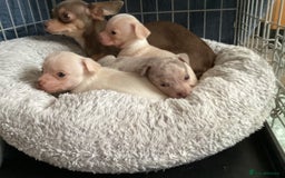 Chihuahua dogs for sale: Absolutely stunning chihuahua puppies  - Image 16