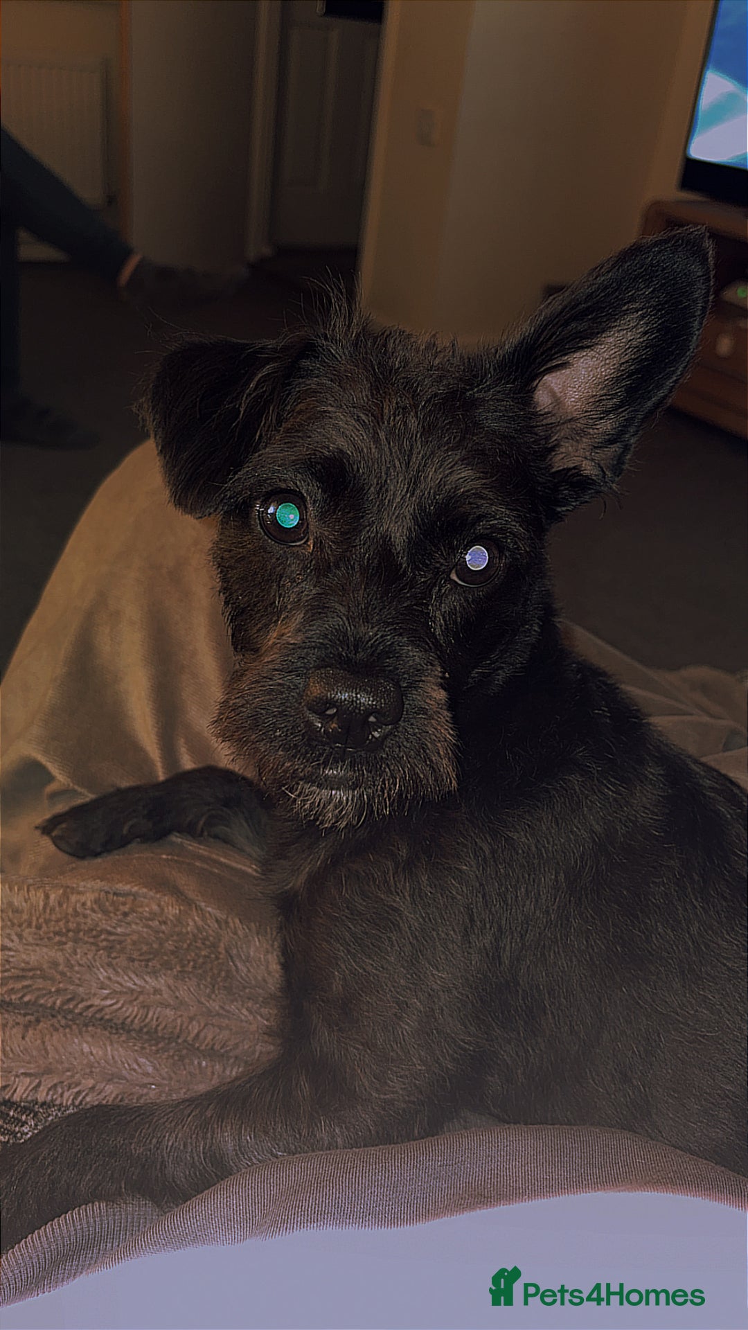 Mixed Breed dogs for sale: Pug mix poodle  - Image 5