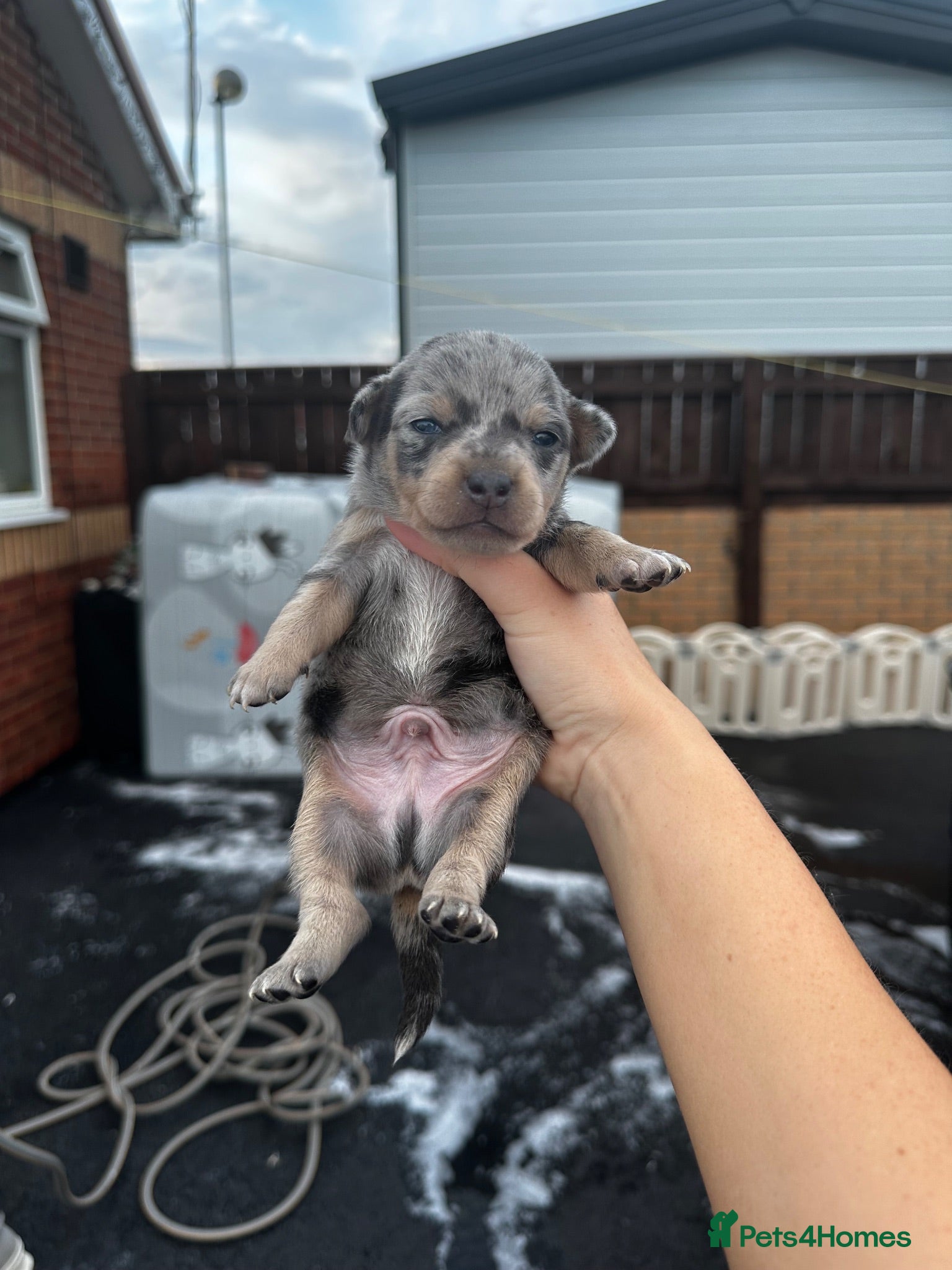 Dachshund dogs Jackshund puppies looking for a place to call home - Advert 1
