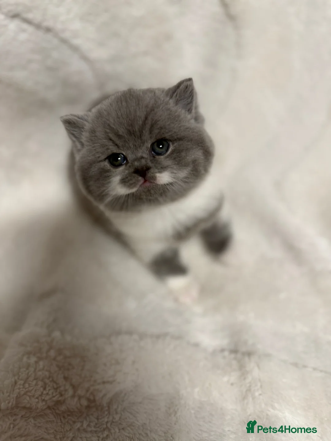 British Shorthair cats for sale: 🏆CHAMPIONSHIP BLOOD LINE PURE PEDIGREE BSH 🏆✨😻 in Bradford - Advert 7