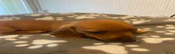 Dachshund dogs for sale: Beautiful male puppies - Advert 3