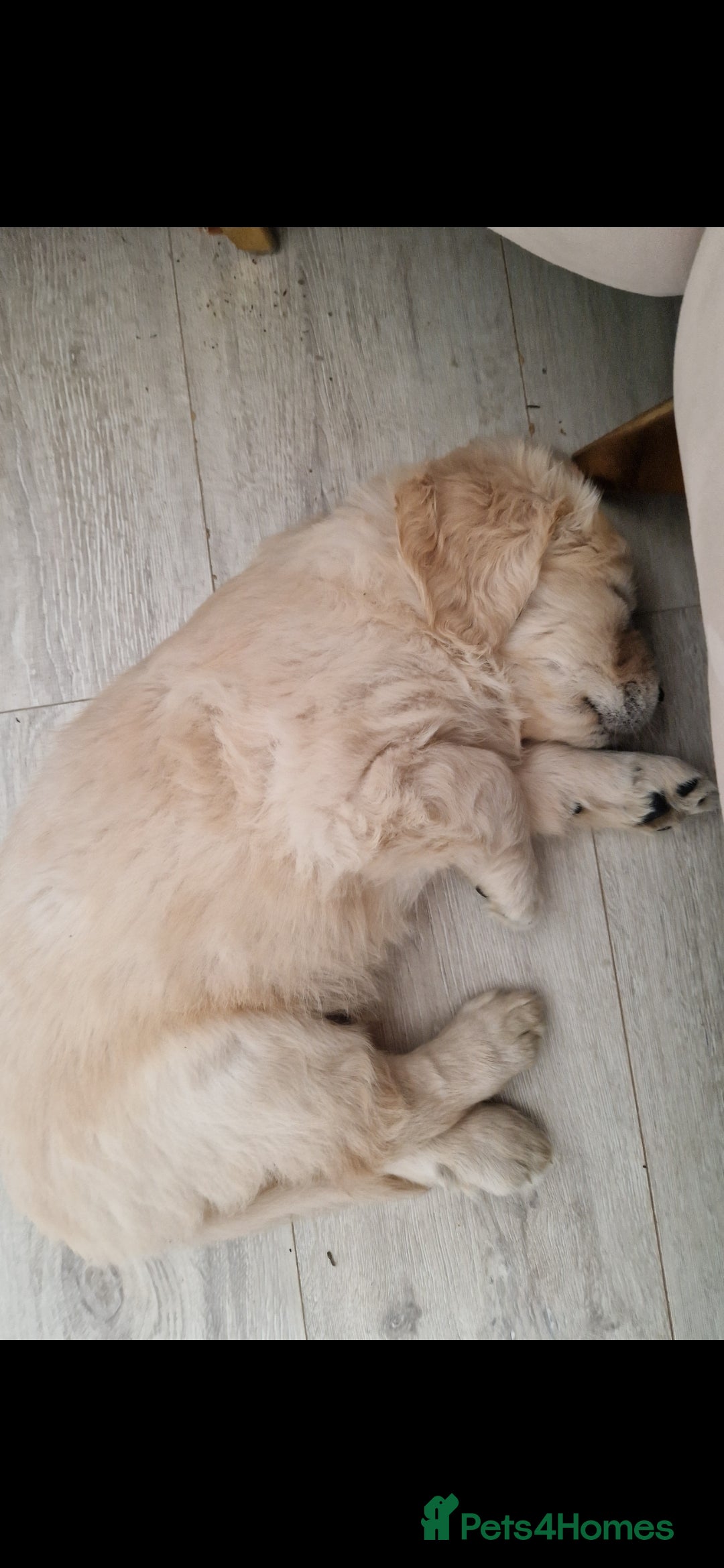 Golden Retriever dogs for sale: Stunning golden retriever babies - Image 28