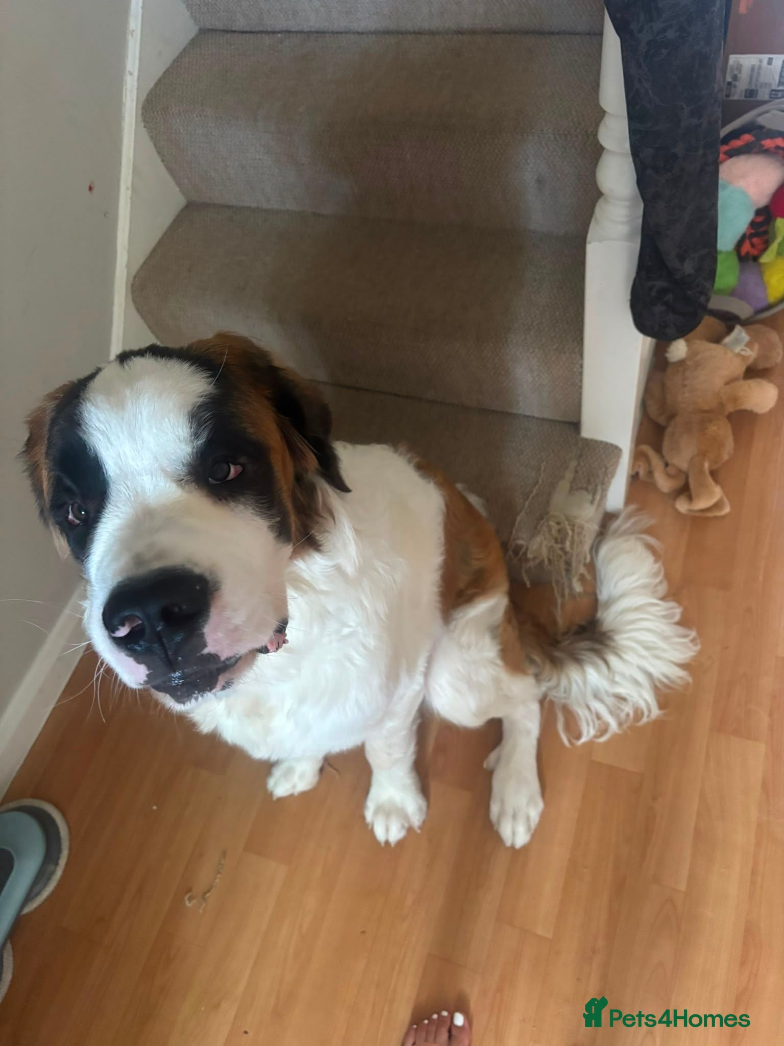 Saint Bernard dogs 8 month old st bernard - Advert 18