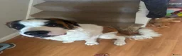 Saint Bernard dogs for sale: 8 month old st bernard - Advert 1