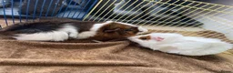 Guinea Pig rodents for sale: Male and female guinea pigs  - Advert 16