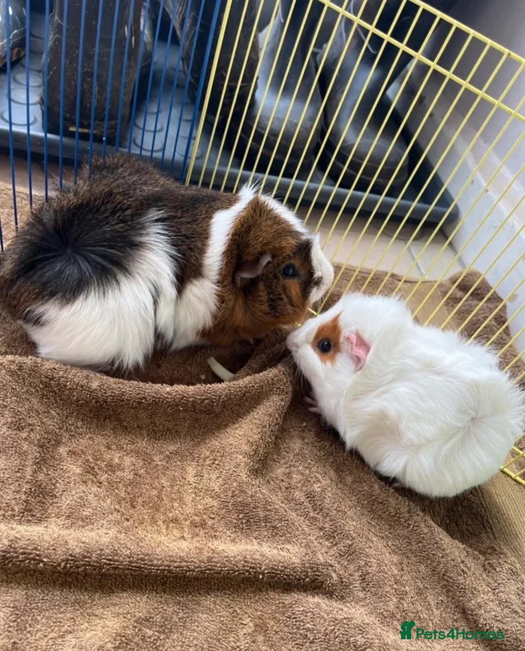Guinea Pig rodents for sale: Male and female guinea pigs  - Advert 16