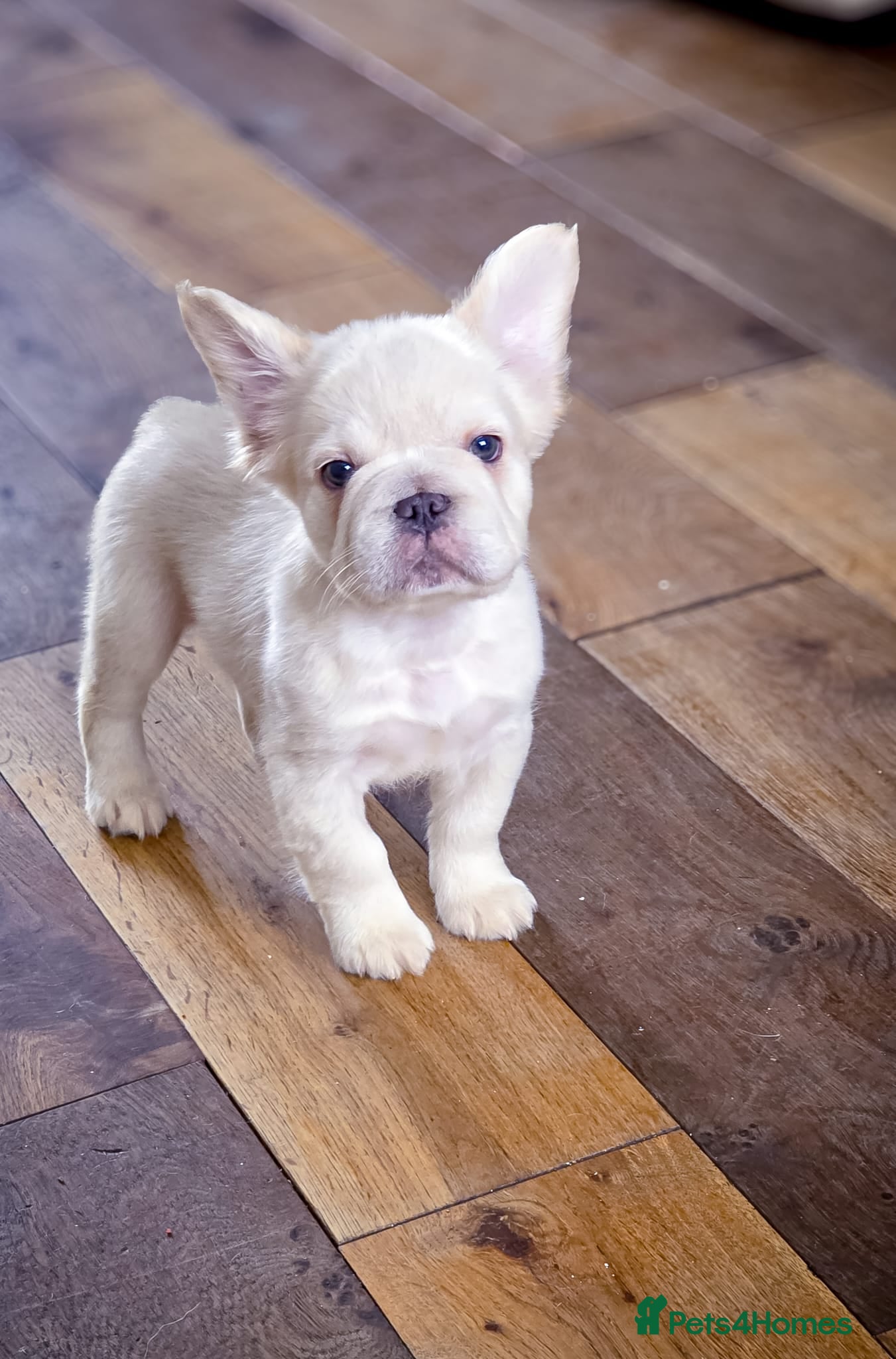 French Bulldog dogs Top Quality french bulldog puppies Available  - Advert 1